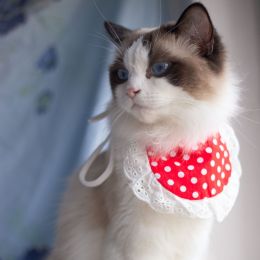 Cat Lace Suit Saliva Towel Princess Style Scarf Bib Decoration (Option: Red Polka Dot Bib-Less Than Free Size)