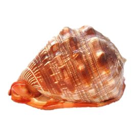 Natural Super Large Wanbao Snail French Snail Large Conch Landscaping (Option: Conch-11to12cm)